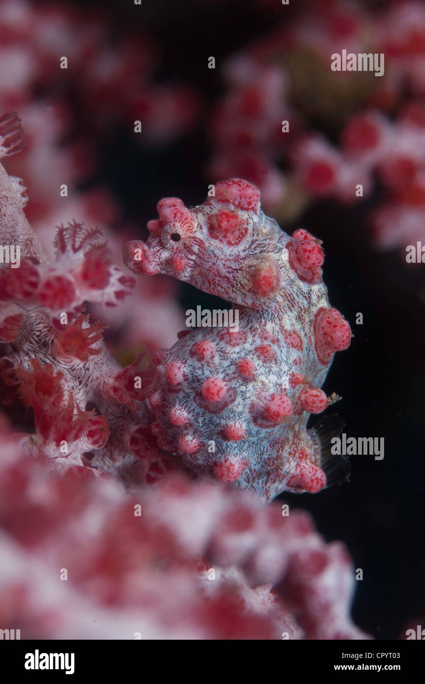 Pygmäen-Seepferdchen (Hippocampus Bargibanti) auf rosa Gorgonien Fan Korallen in der Lembeh-Straße von Indonesien Stockfoto