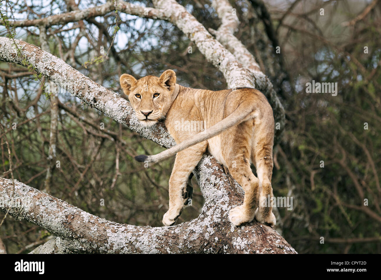 Löwin (Panthera Leo) in einem Baum, Serengeti, Tansania, Afrika Stockfoto