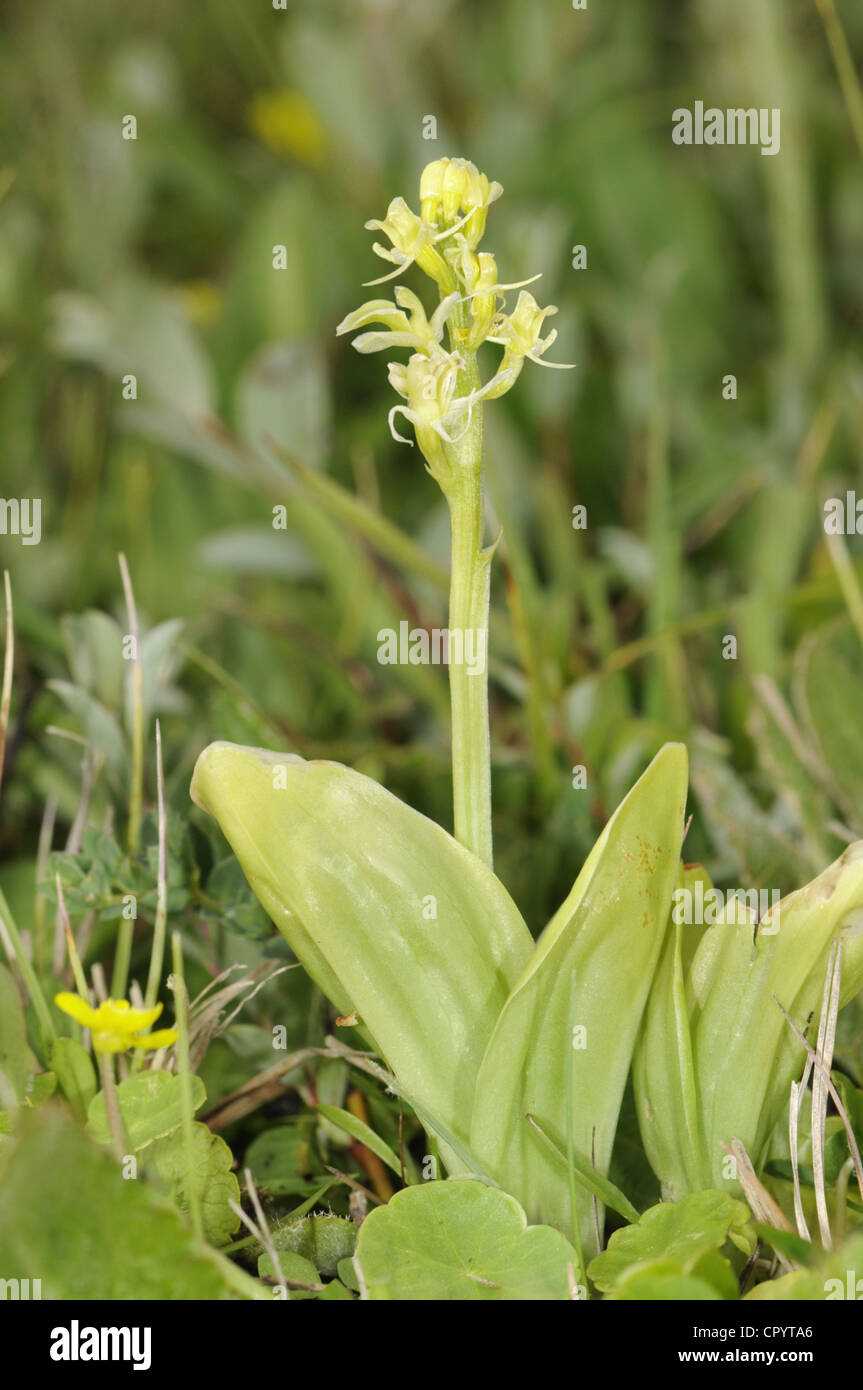 FEN-Orchidee Liparis loeselii Stockfoto