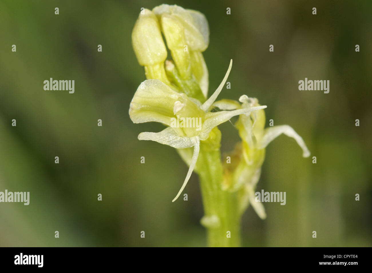 FEN-Orchidee Liparis loeselii Stockfoto