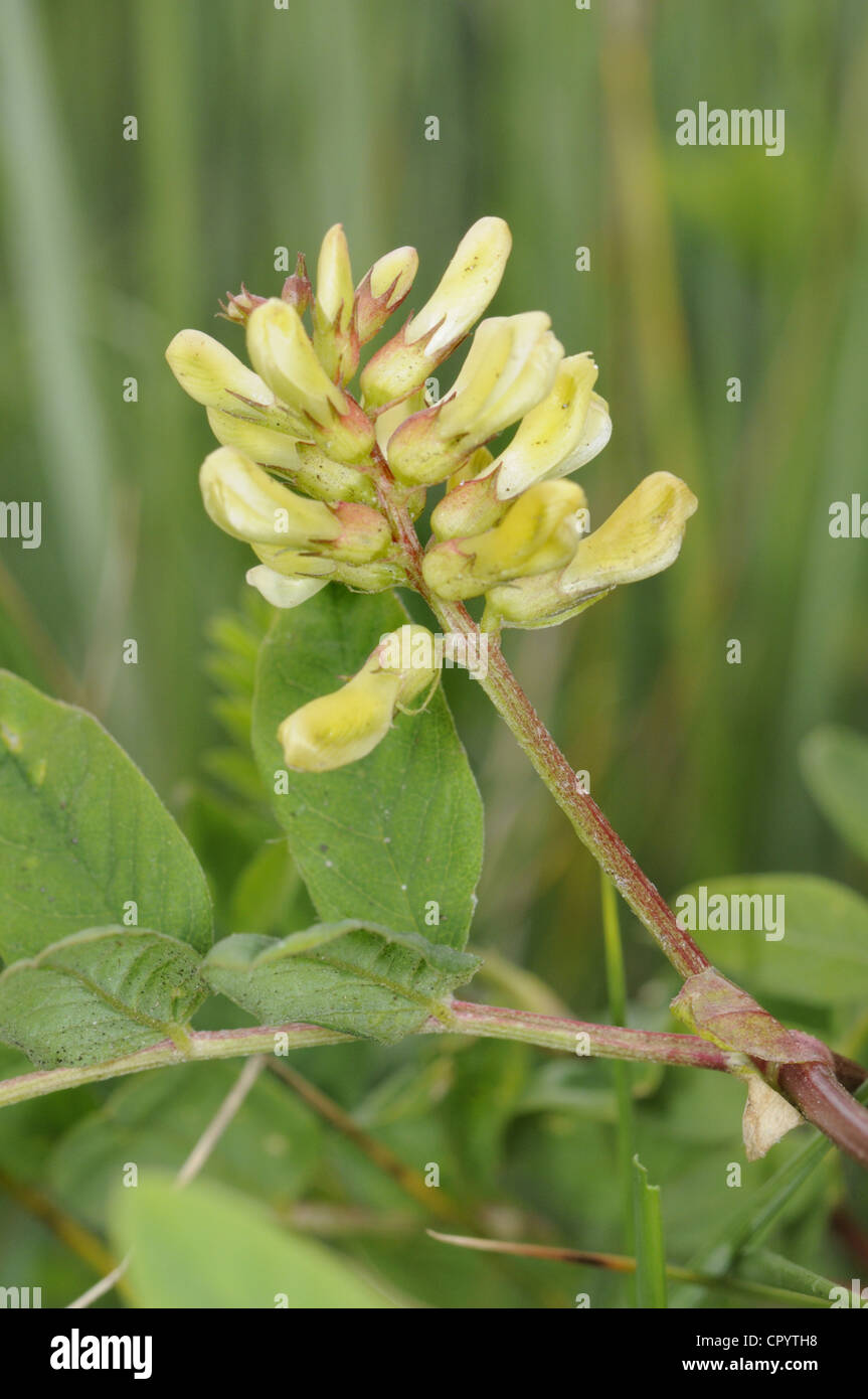 WILDEN Lakritze Astragalus Glycophyllos (Fabaceae) Stockfoto