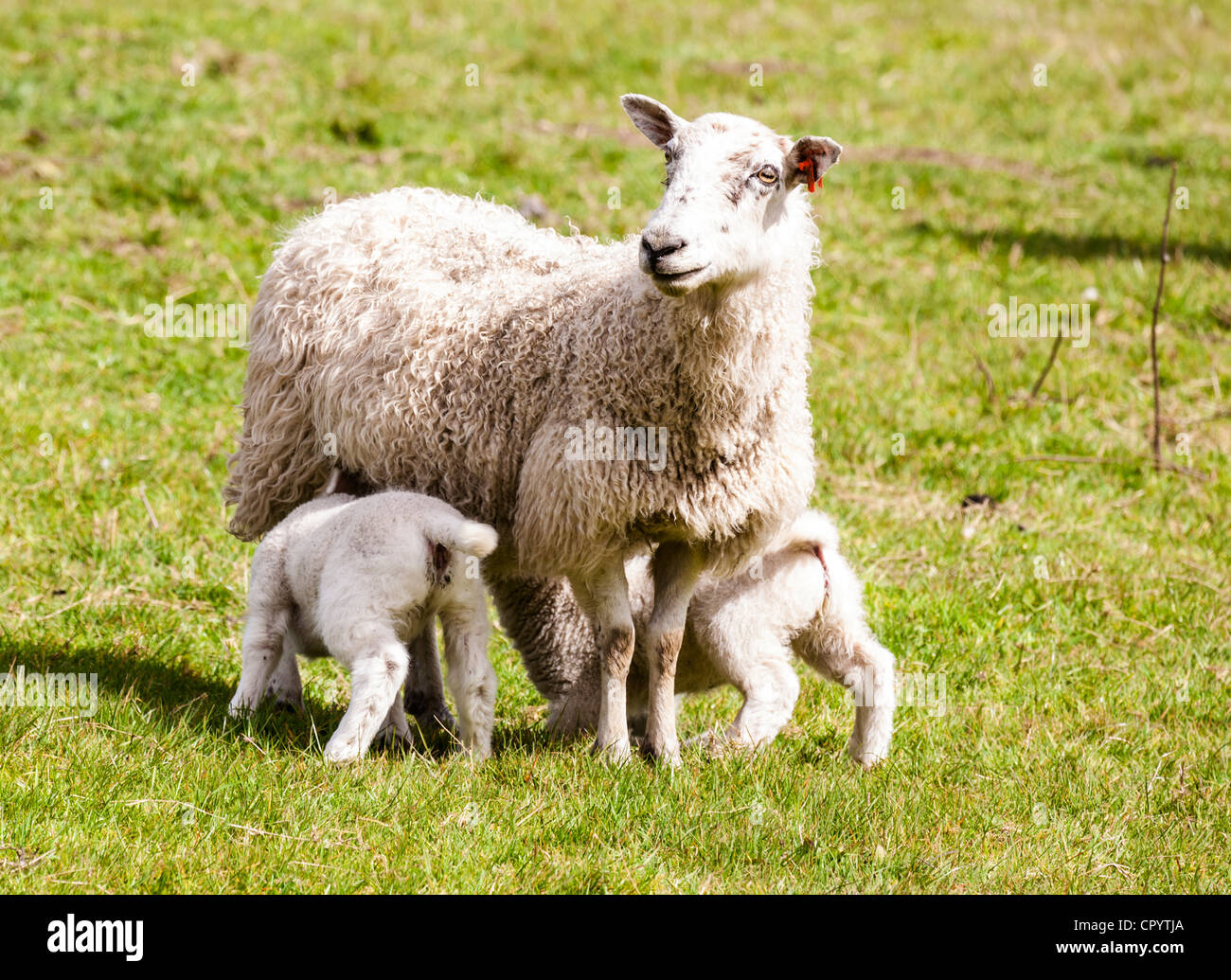 Mutter Schafe füttern junger Lämmer, Großbritannien. Stockfoto