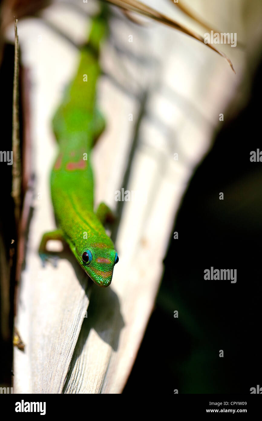 Goldstaub-Taggecko (Phelsuma Laticauda Laticauda) auf Bush, Big Island, Hawaii, USA Stockfoto