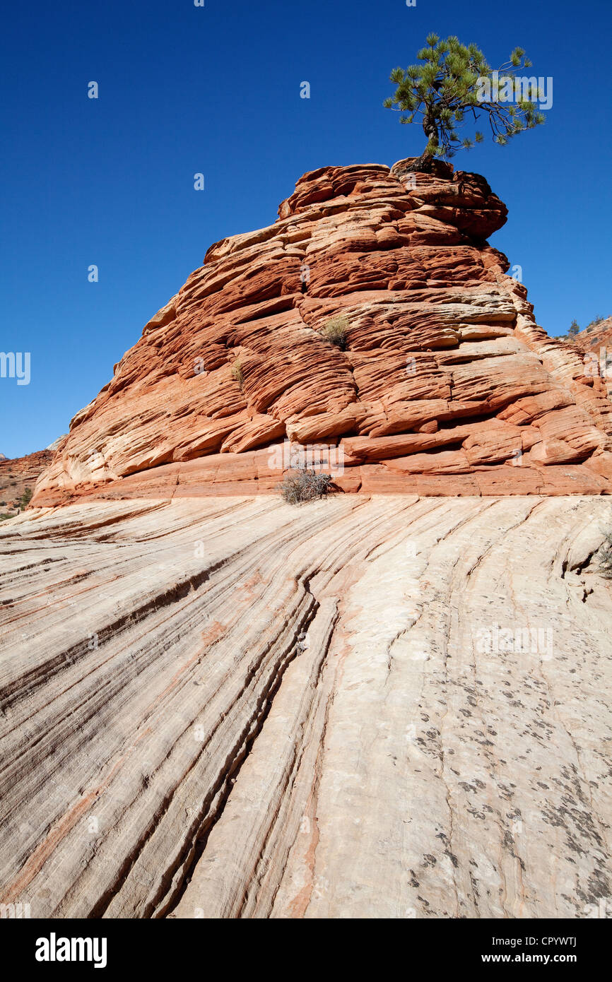 Lone Pine, Kiefer auf Sandstein Hill, Zion Plateau, Zion National Park