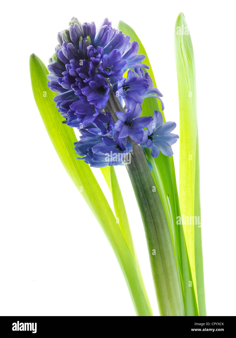 Gemeinsamen Hyazinthe oder Garten-Hyazinthe (Hyacinthus Orientalis) Stockfoto