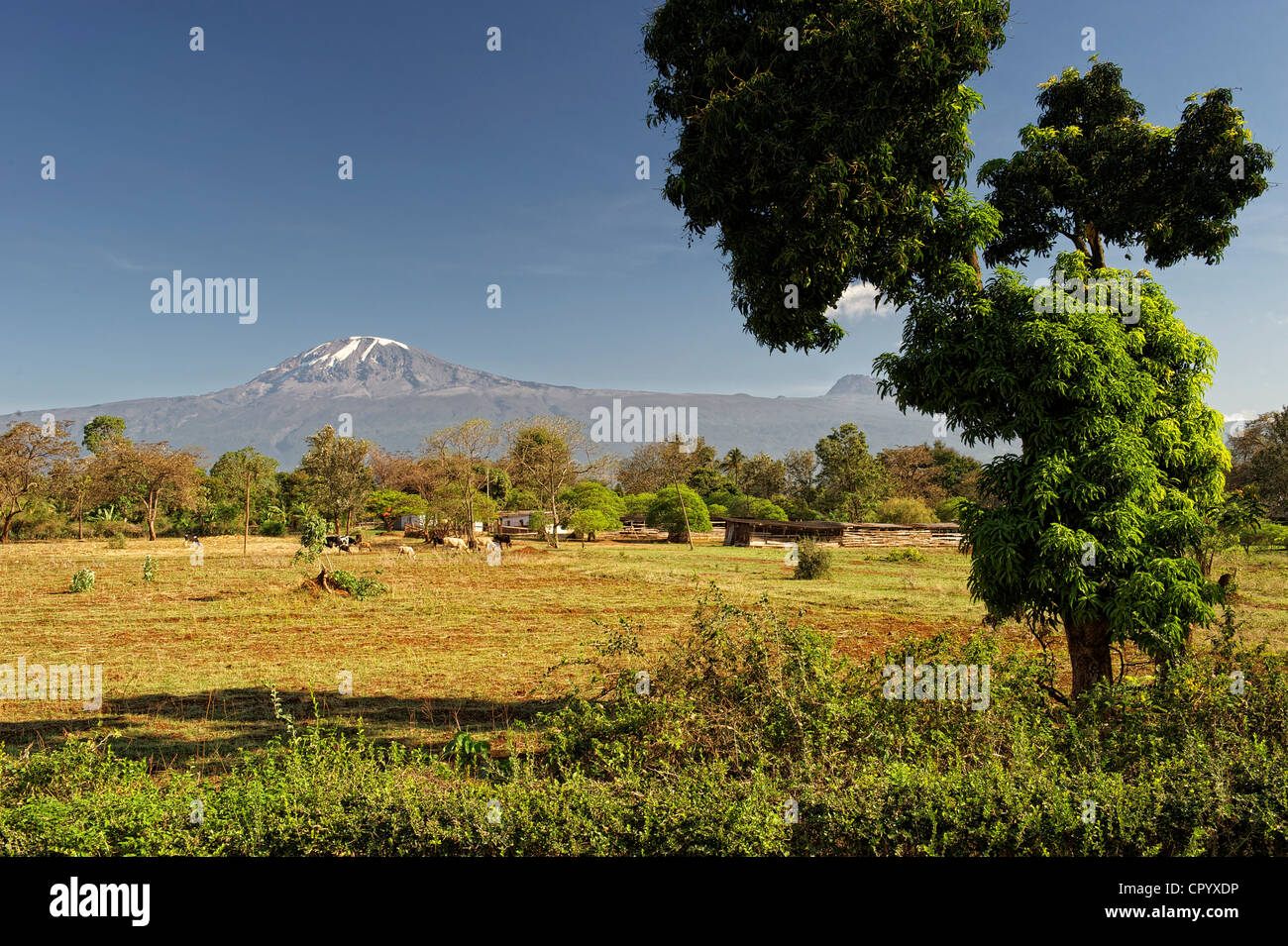 Mt Kilimanjaro, Tansania, Afrika Stockfoto