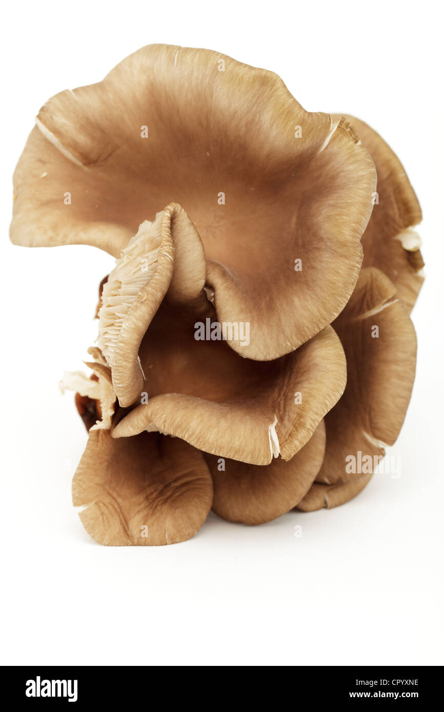 Austernpilz (Pleurotus Ostreatus) Stockfoto