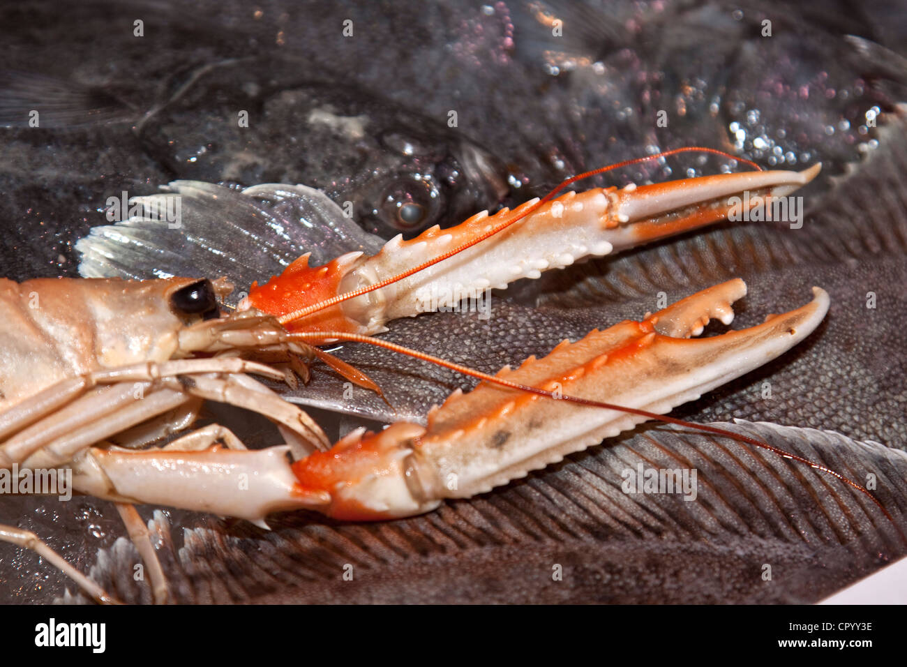 Kaisergranat (Nephrops Norvegicus) mit gebundenen Klauen Stockfoto