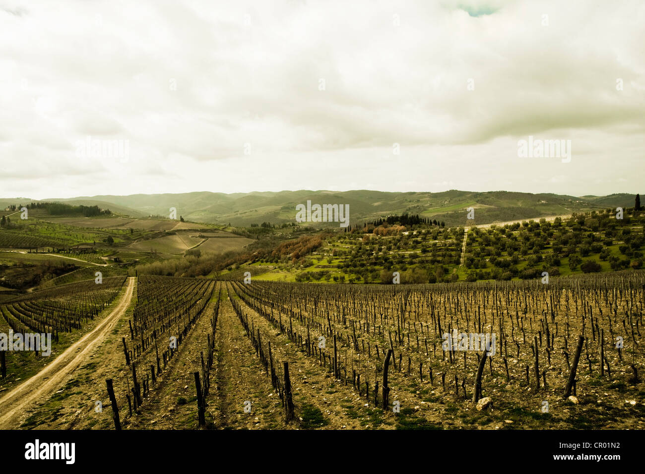 Leere Reben im Weinberg Stockfoto