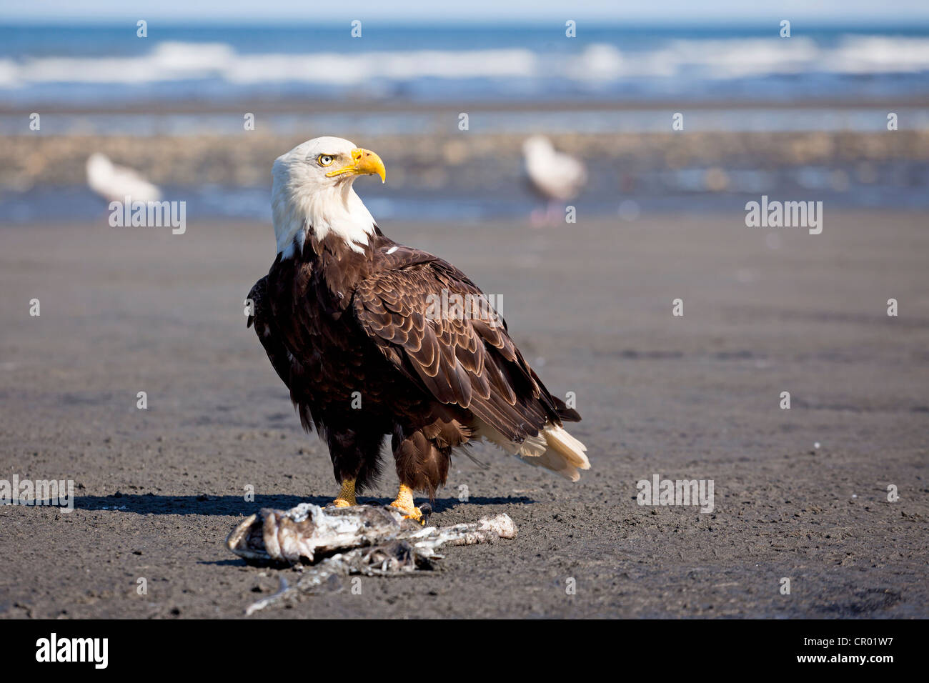 Weißkopf-Seeadler (Haliaeetus Leucocephalus) am Strand von Ankerpunkt am Cook Inlet, Halbinsel Kenai, Alaska, USA Stockfoto