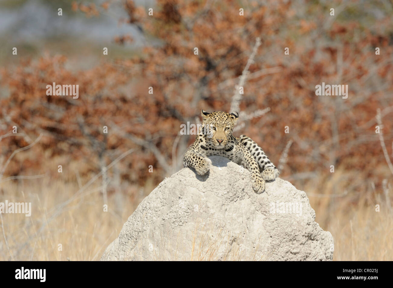 Leopard (Panthera Pardus), Etosha, namibia Stockfoto