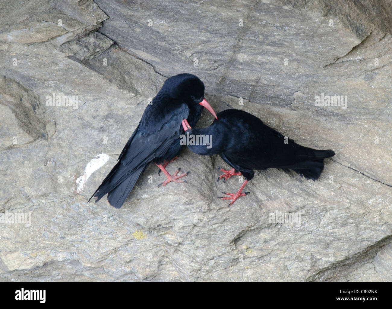 Alpenkrähe, Pyrrhocorax, Erwachsene paar putzen auf den Klippen am Lizard Point Cornwall im April Stockfoto