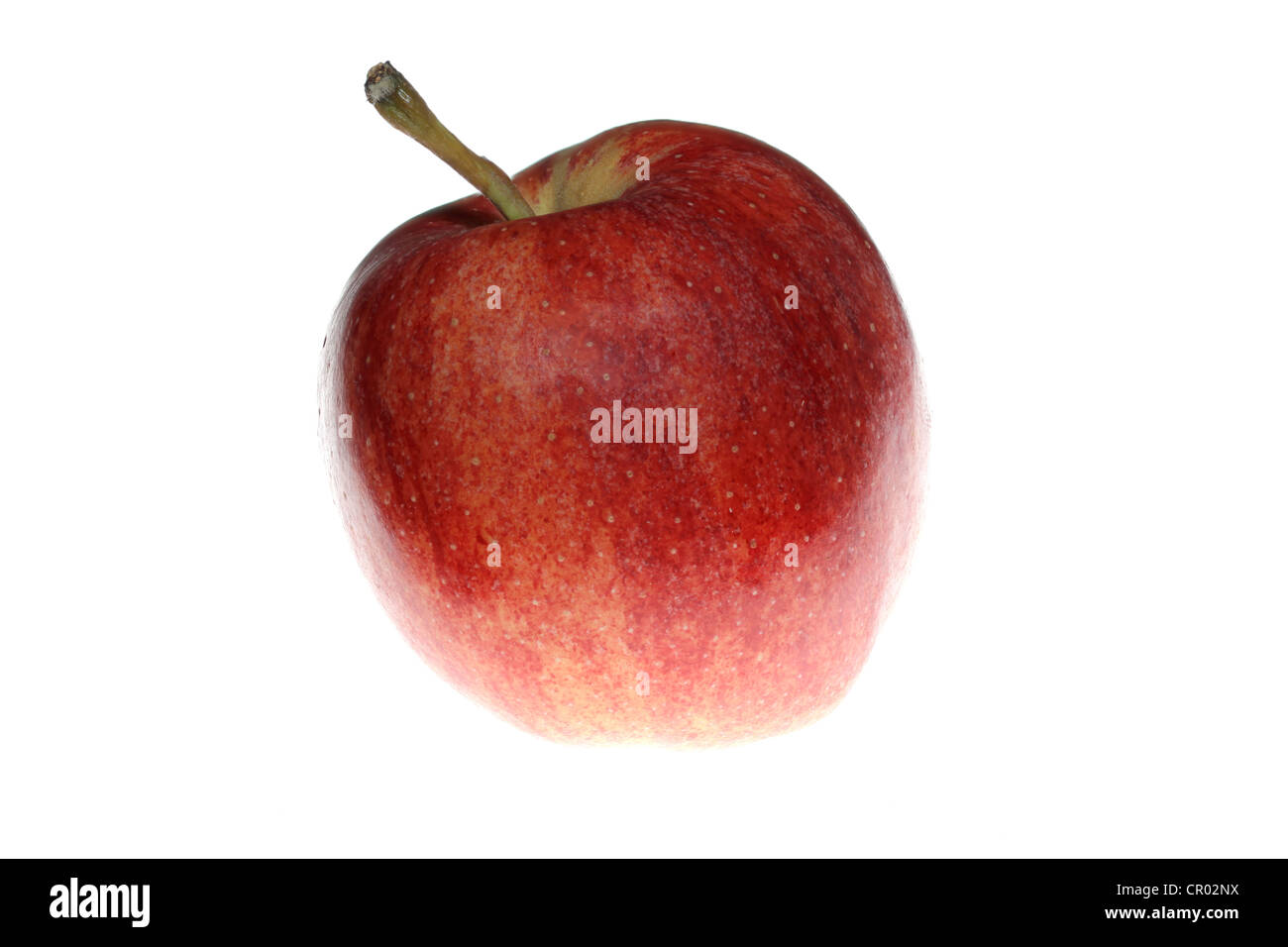 Roter Apfel (Malus) Stockfoto