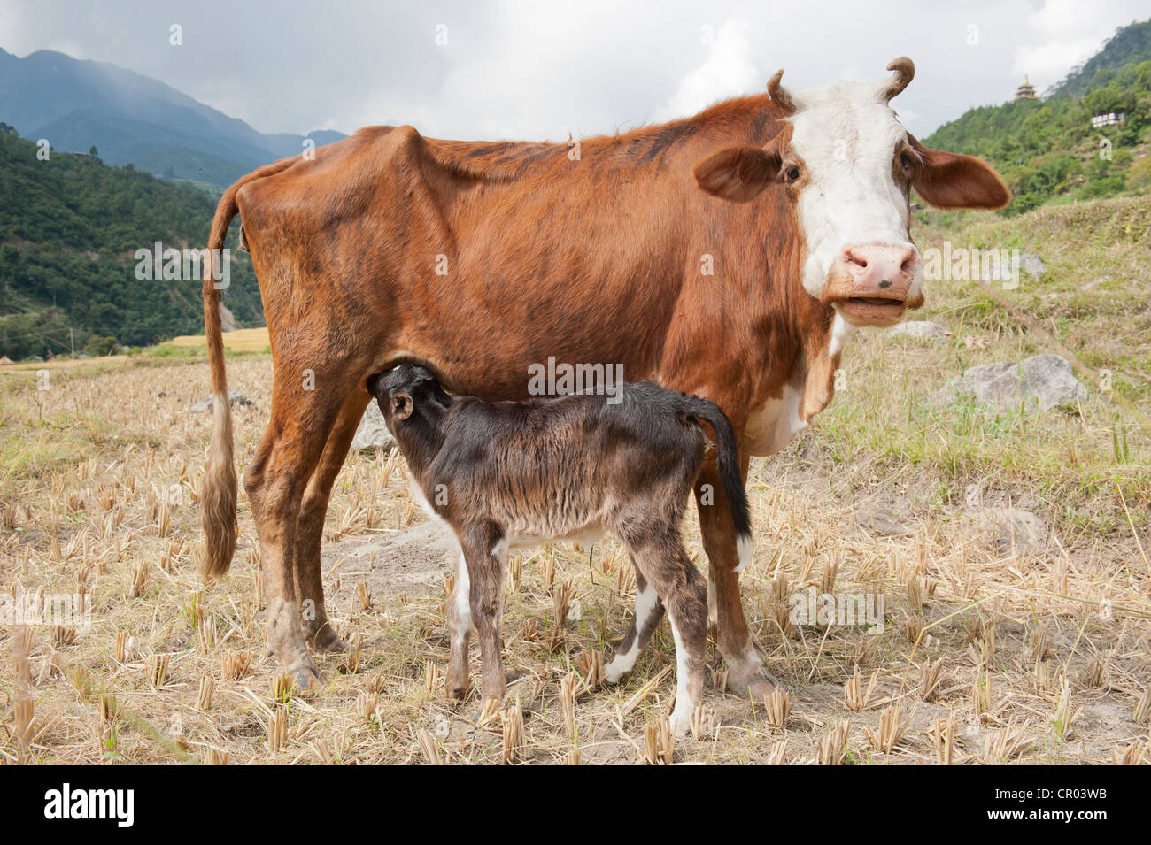 Hausrind (Bos Primigenius Taurus), Kuh, Kalb, in der Nähe von Punakha die Himalaya-Königreich Bhutan, Südasien Spanferkel Stockfoto