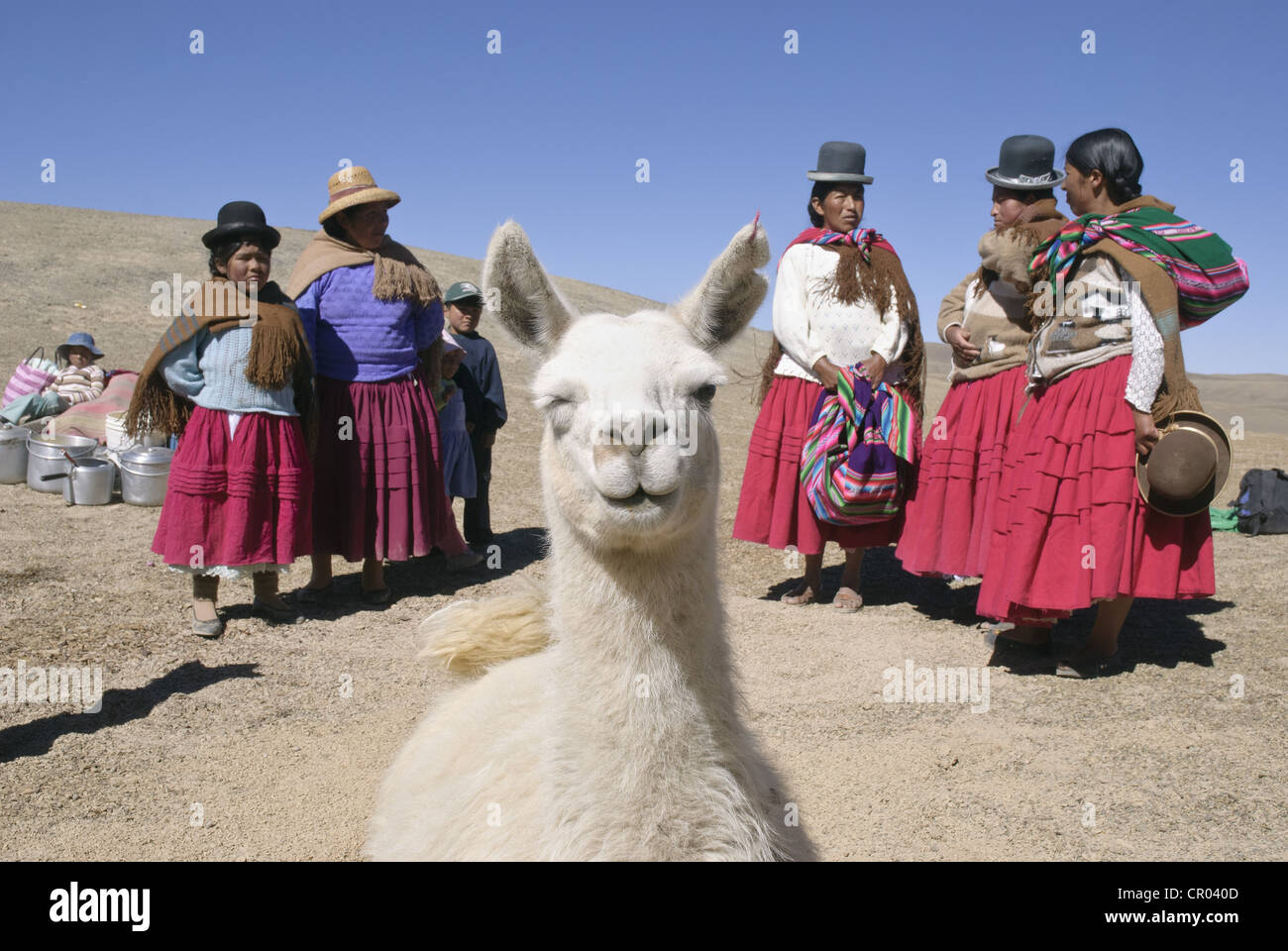 Lama-Opfer als Opfergabe an die Pachamama Stockfoto