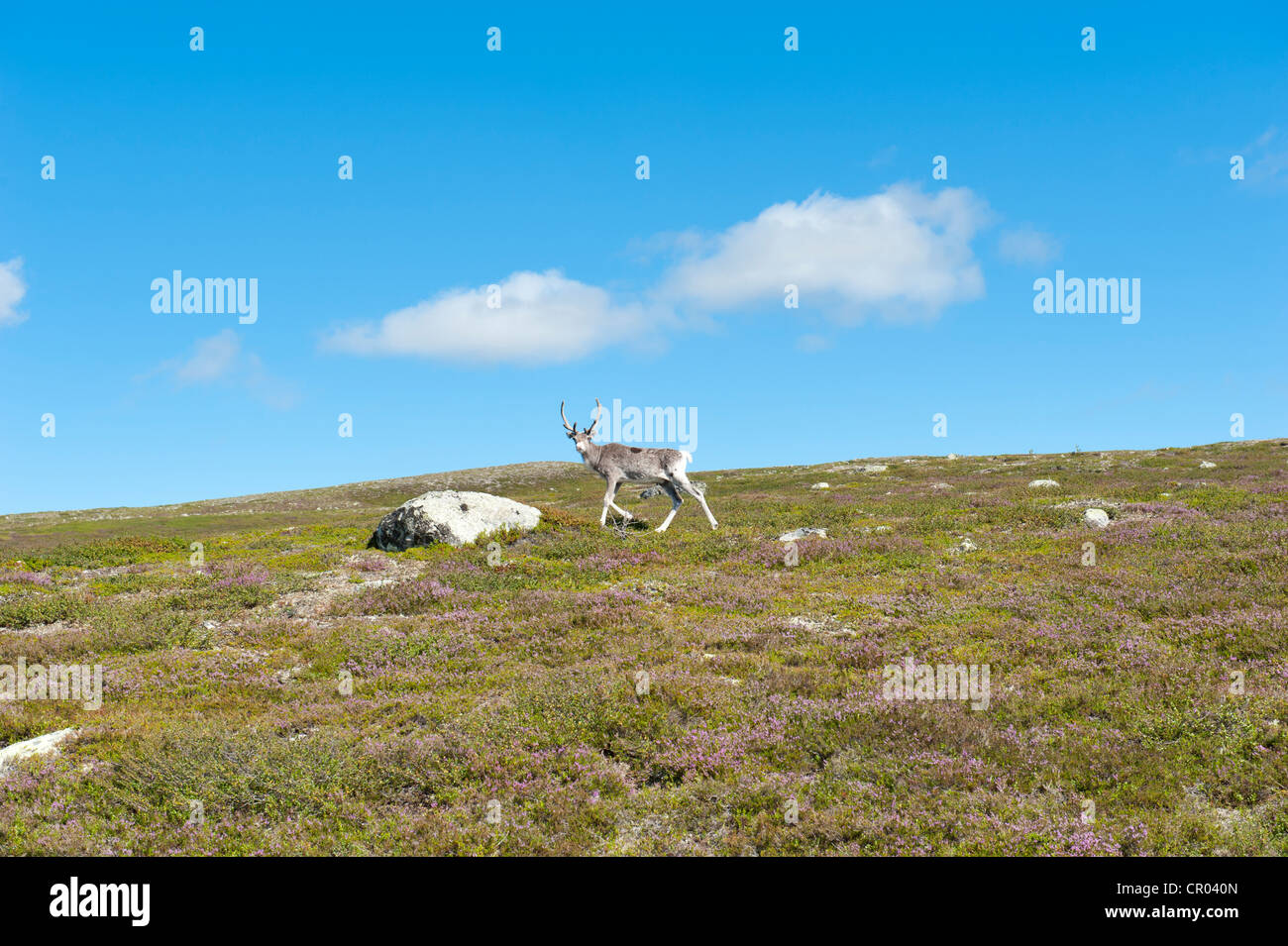 Rentier (Rangifer Tarandus), Wandern in den Bergen, Langfjaellet Nature Reserve in der Nähe von Groevelsjoen, Provinz Dalarna, Schweden Stockfoto