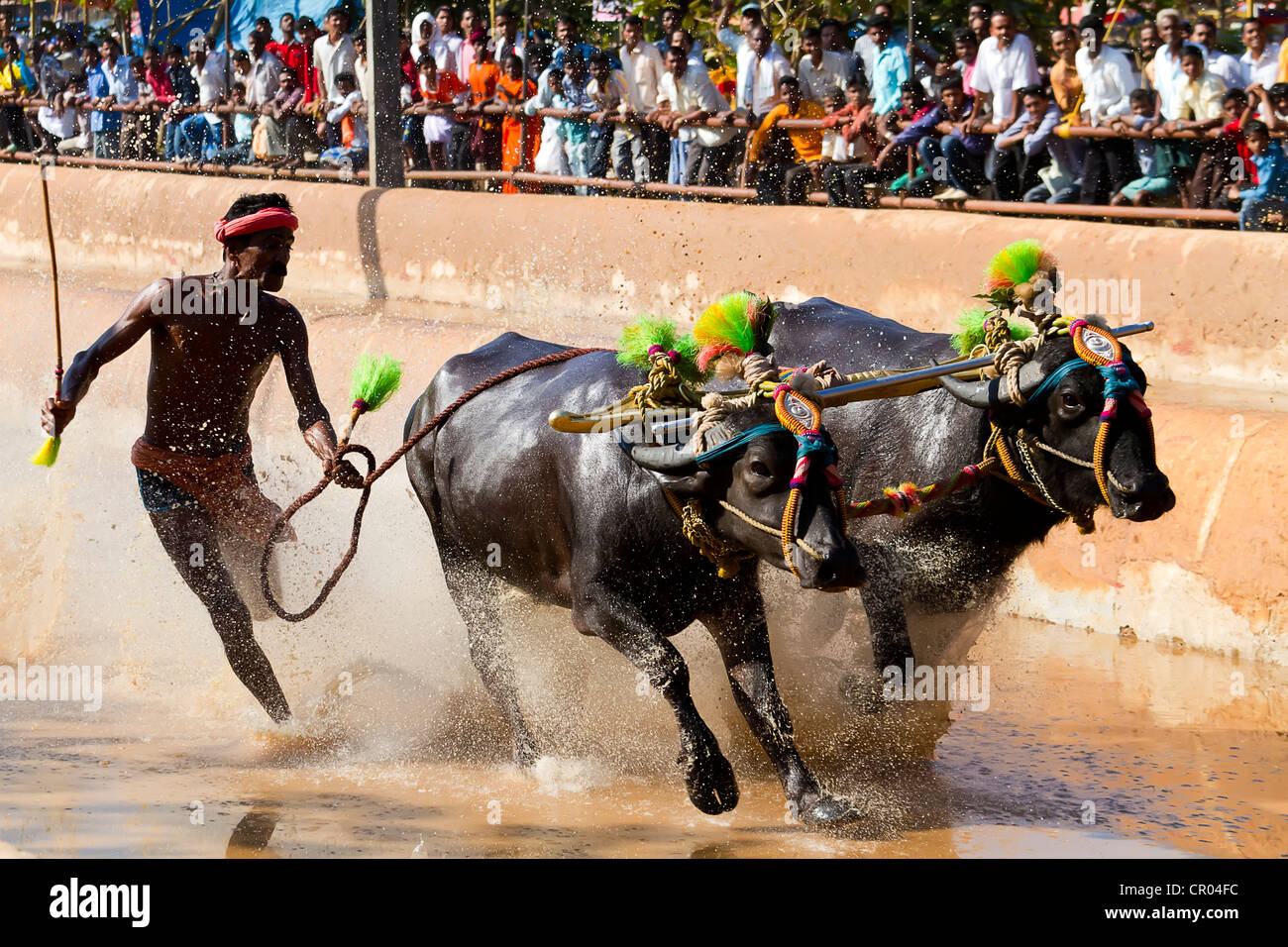 Kambala, einen traditionellen ländlichen Sport Buffalo racing in den Küstenbezirken von Karnataka, Indien Stockfoto
