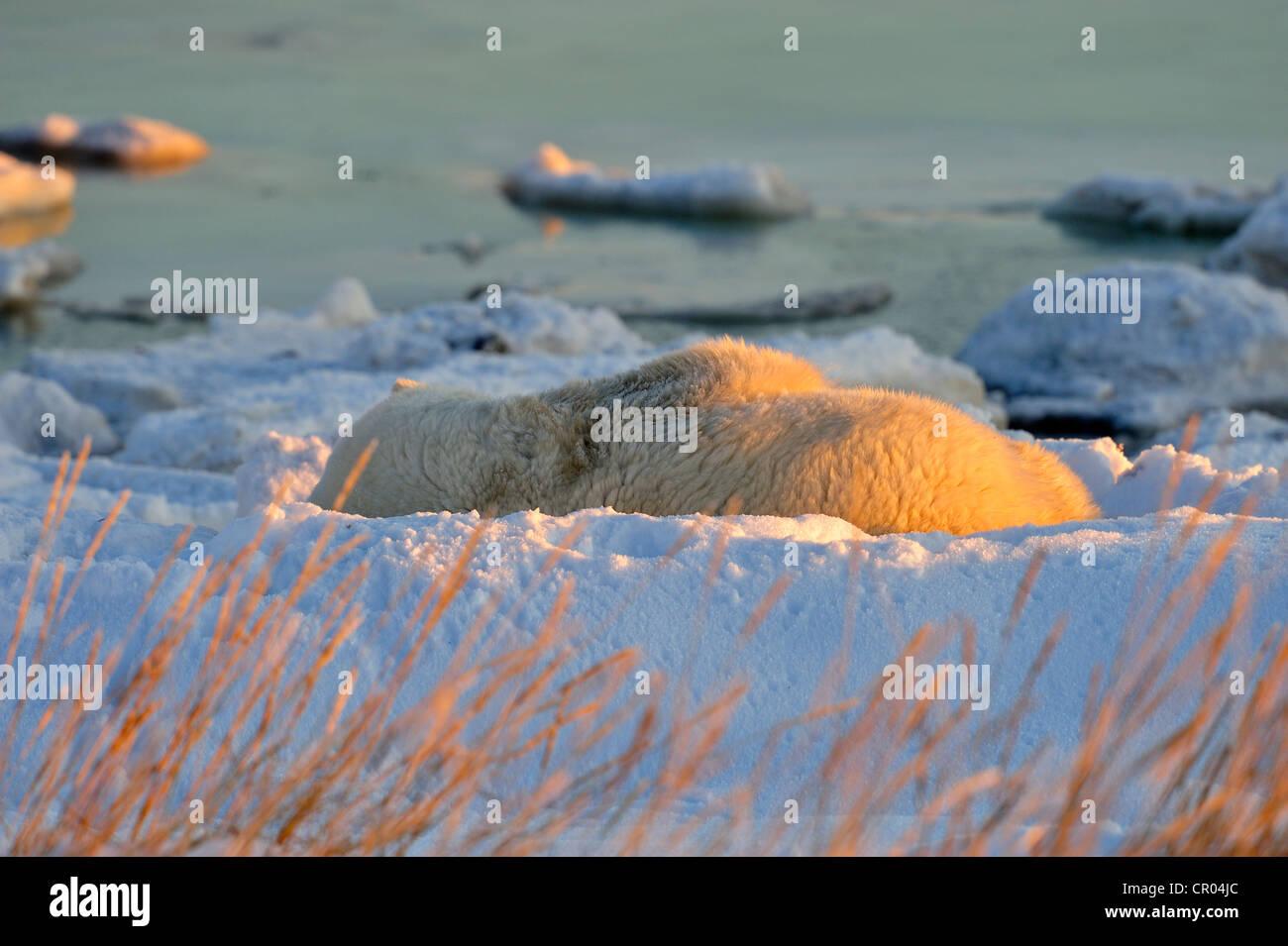 Eisbär (Ursus maritimus) in der Hudson Bay Shoreline, Dichtung River Heritage Lodge, Churchill, Manitoba, Kanada Stockfoto