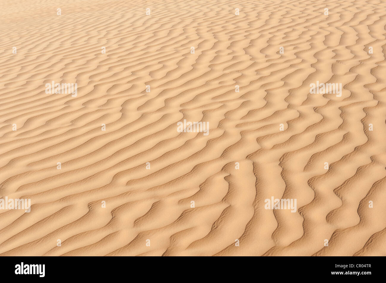 Gelber Sand mit Rippelmarken in der Wüste Sahara, Süd-Tunesien, Tunesien, Maghreb, Nordafrika, Afrika Stockfoto