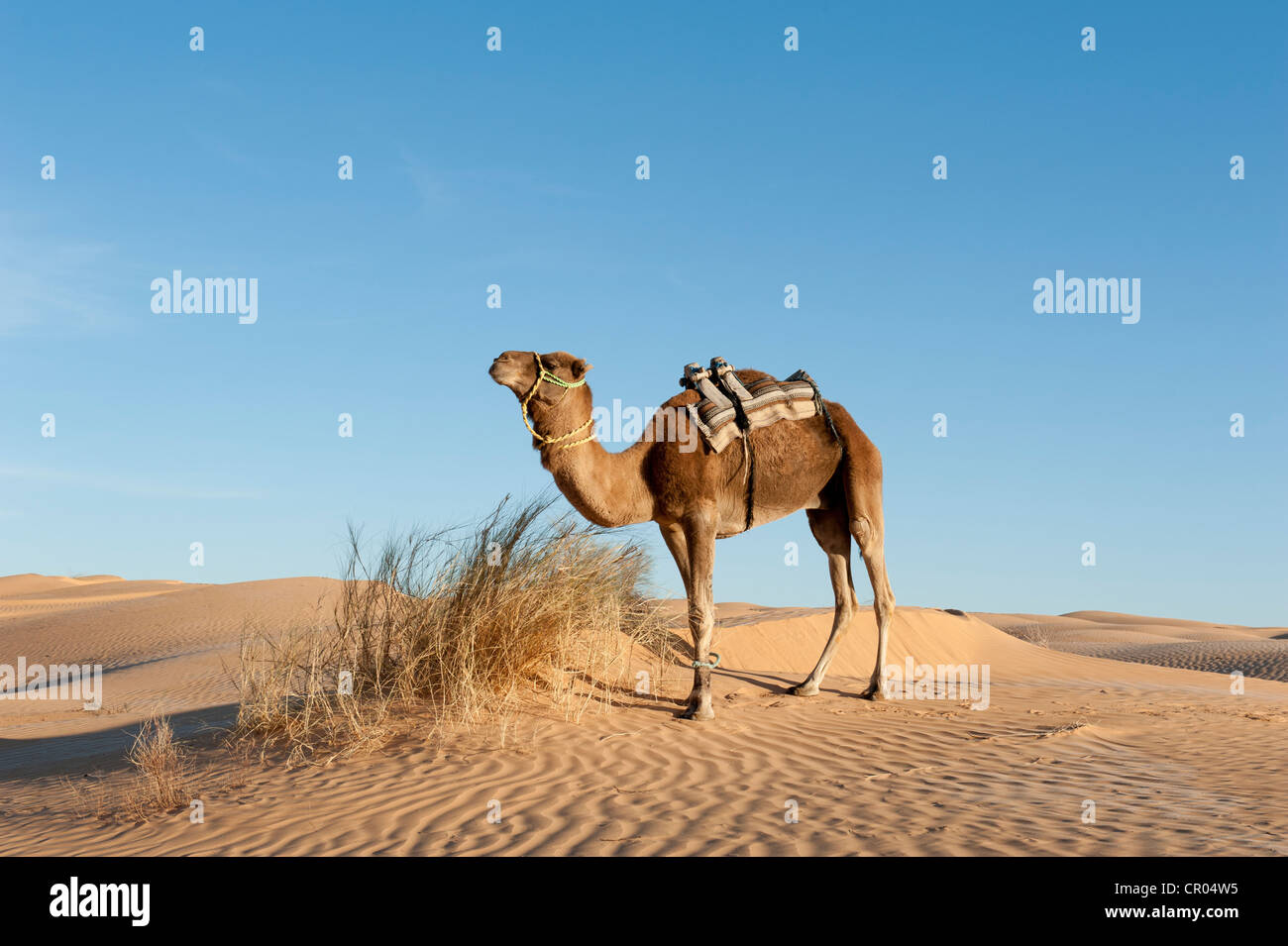 Kamel, Dromedar (Camelus Dromedarius), Sand Dünen, Sahara Wüste zwischen Douz und Ksar Ghilane, Süd-Tunesien, Tunesien Stockfoto