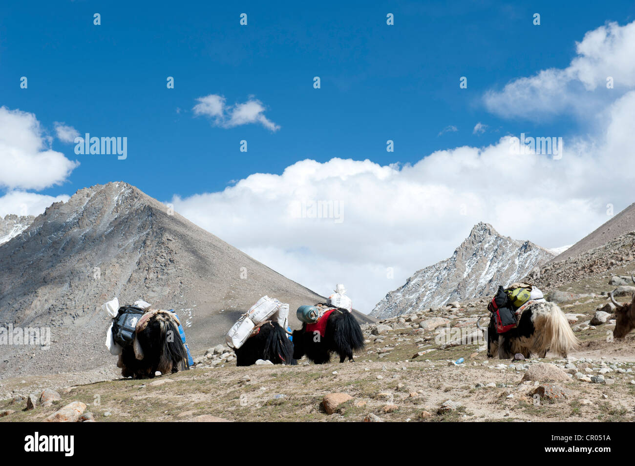 Tibetischen Buddhismus, Wasserfall, gepackte Yak (Bos Mutus) in den Bergen, Pilgerweg auf den Heiligen Berg Kailash Stockfoto