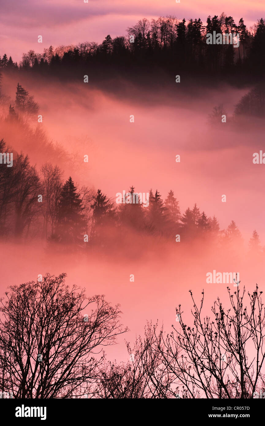 Wald, eingehüllt in Nebel in der Dämmerung, Zug, Schweiz, Europa Stockfoto