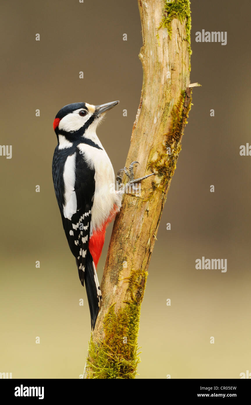 Buntspecht (Dendrocopos großen), Nahrungssuche auf Baum Stockfoto