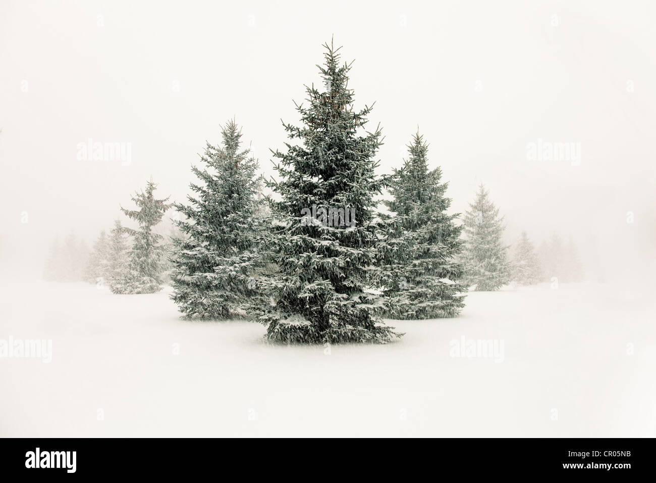 Bäume in Schneelandschaft Stockfoto