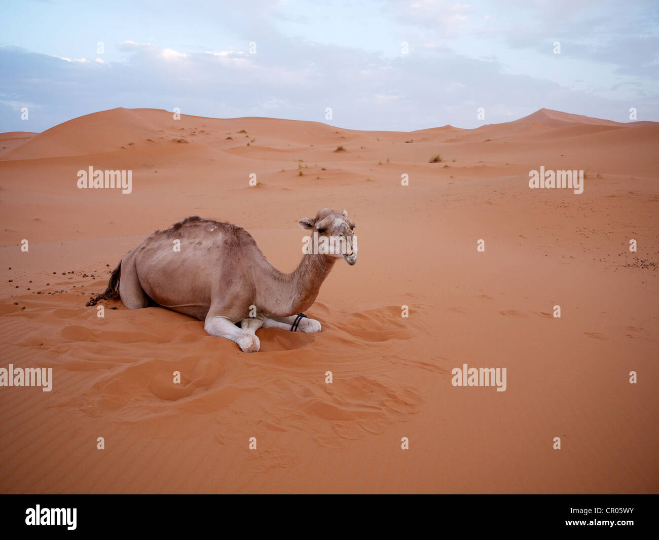 Dromedar oder arabischen Kamel (Camelus Dromedarius), ruhen in den Sanddünen des Erg Chebbi Wüste, in der Nähe von Merzouga, Marokko Stockfoto