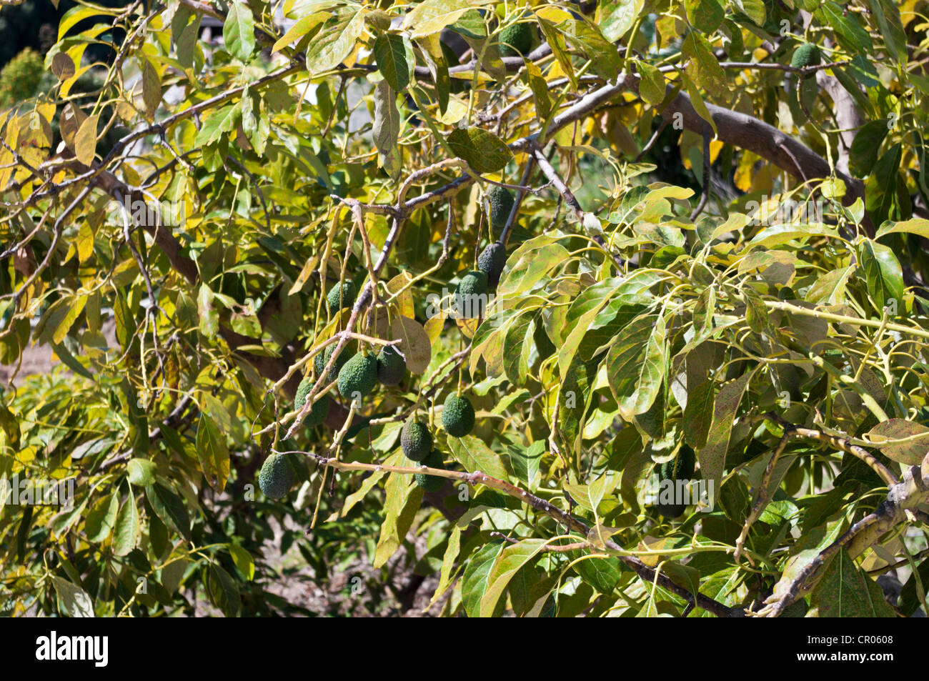 Persea Americana oder Avocado Birne vor Ort auf dem Baum. Stockfoto