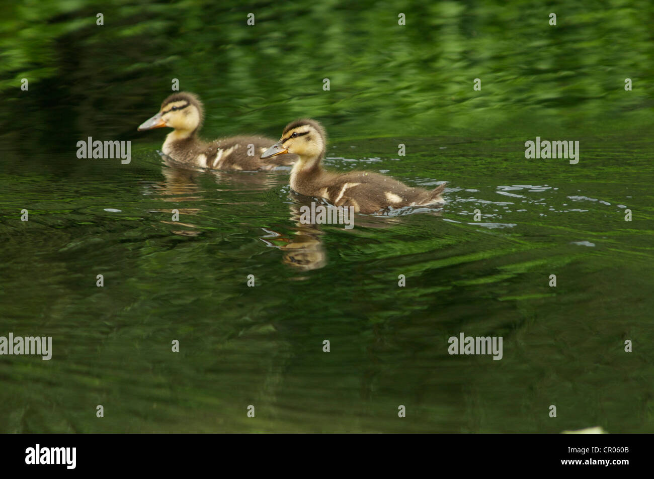 Geschwister-Entchen schwimmen zusammen Stockfoto