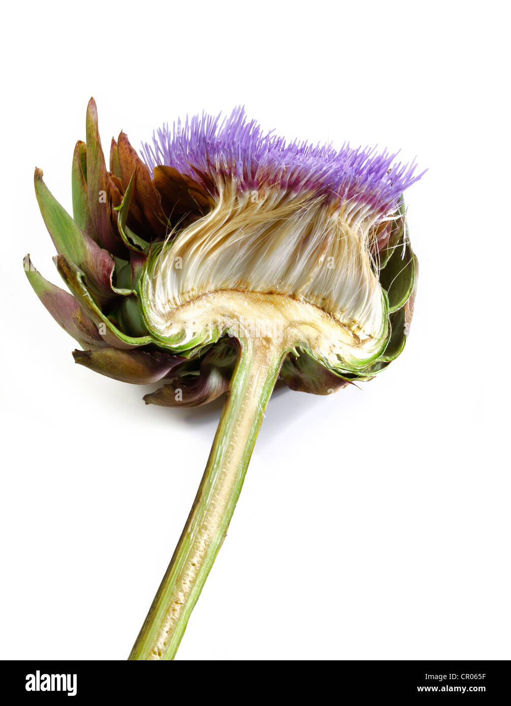 Halbierte Blume einer Karde oder Distel Artischocke (Cynara Cardunculus, Cynara Scolymus) Stockfoto