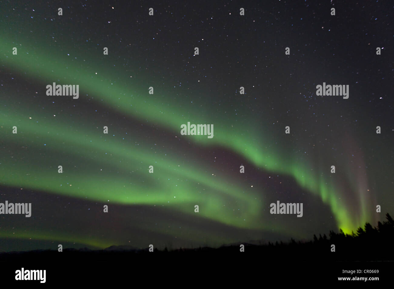 Wirbelnden nördliche Polarlicht, Aurora Borealis, grün, in der Nähe von Whitehorse, Yukon Territorium, Kanada, Amerika Stockfoto