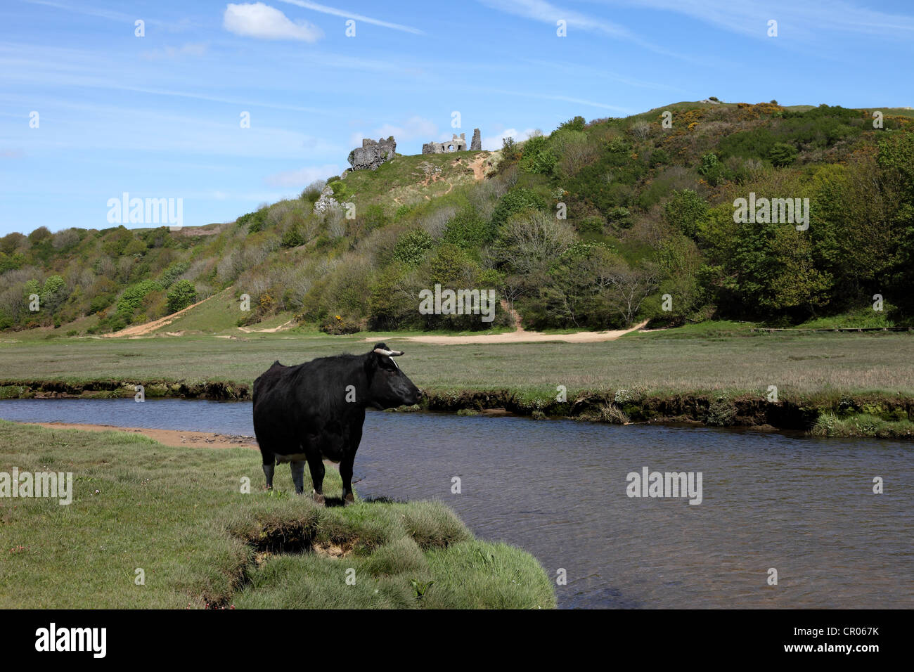 Pennard Pill und Kuh mit Pennard Castle in den Hintergrund drei Klippen Bucht Gower Wales UK Stockfoto