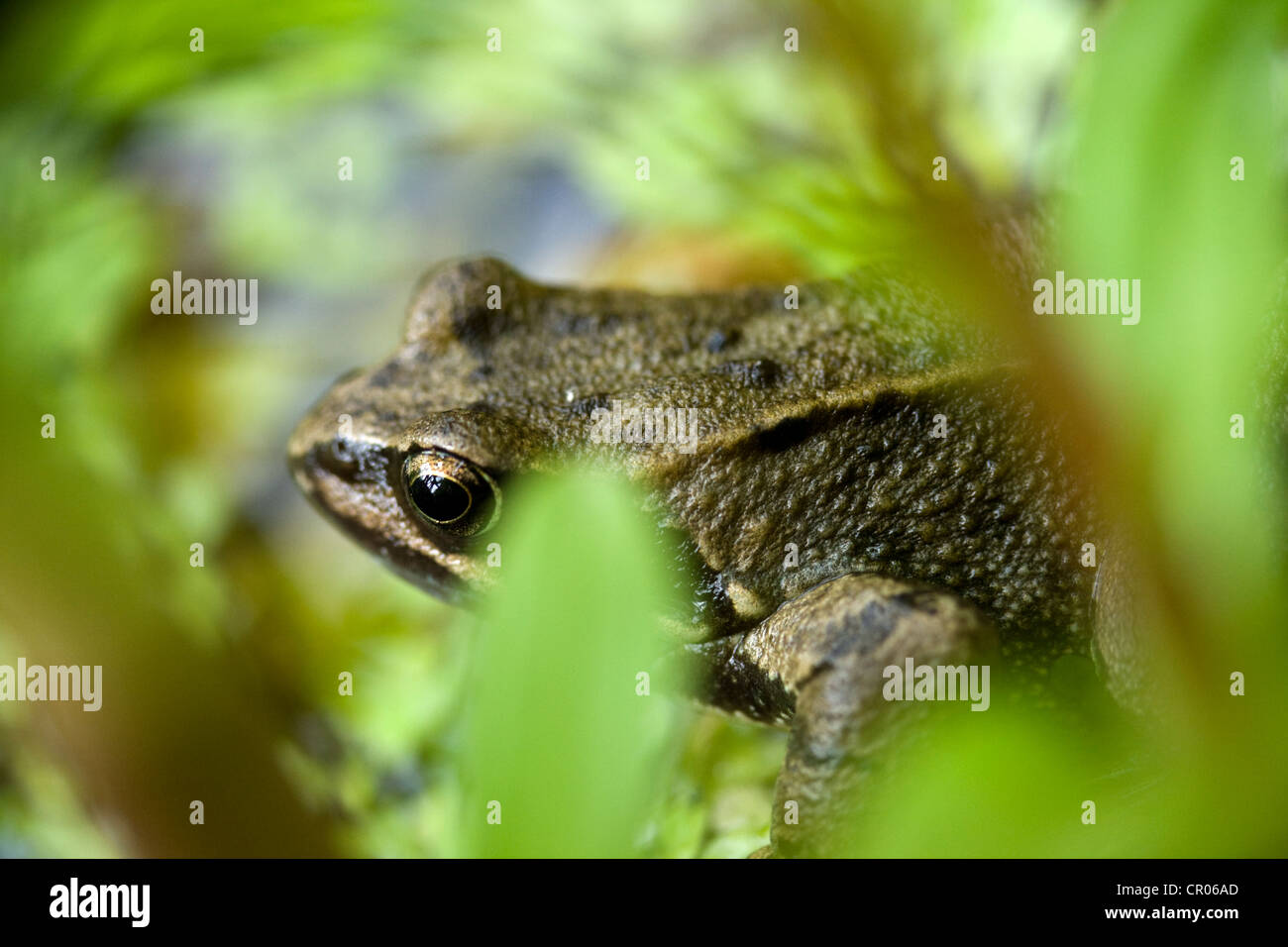 Grasfrosch, Rana Temporaria, an einem Teich in England UK Stockfoto