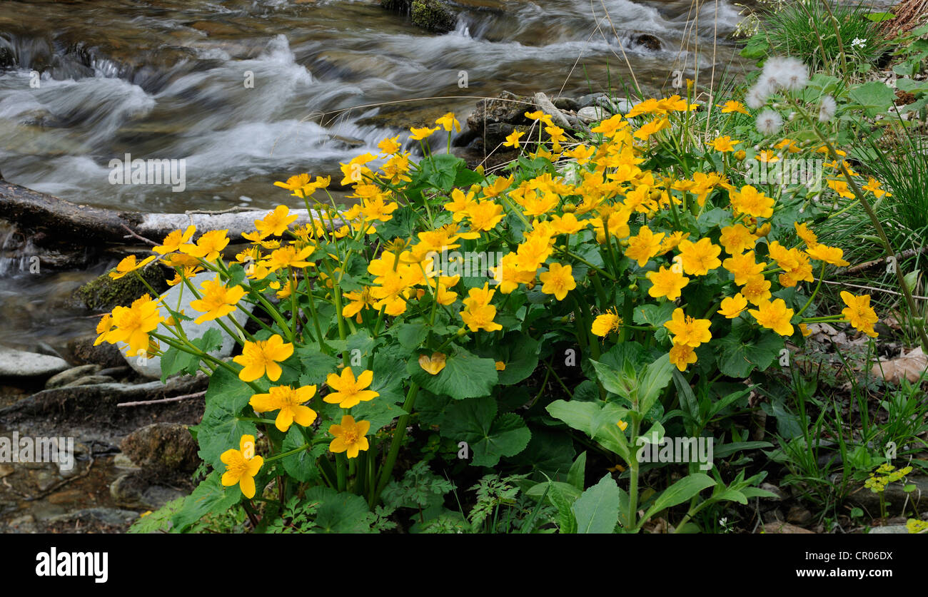 Kingcup oder Sumpfdotterblume (Caltha palustris), Themenweg wildwasser Wildwasser Learning Path, mariensee, Lower Austria, Austria Stockfoto