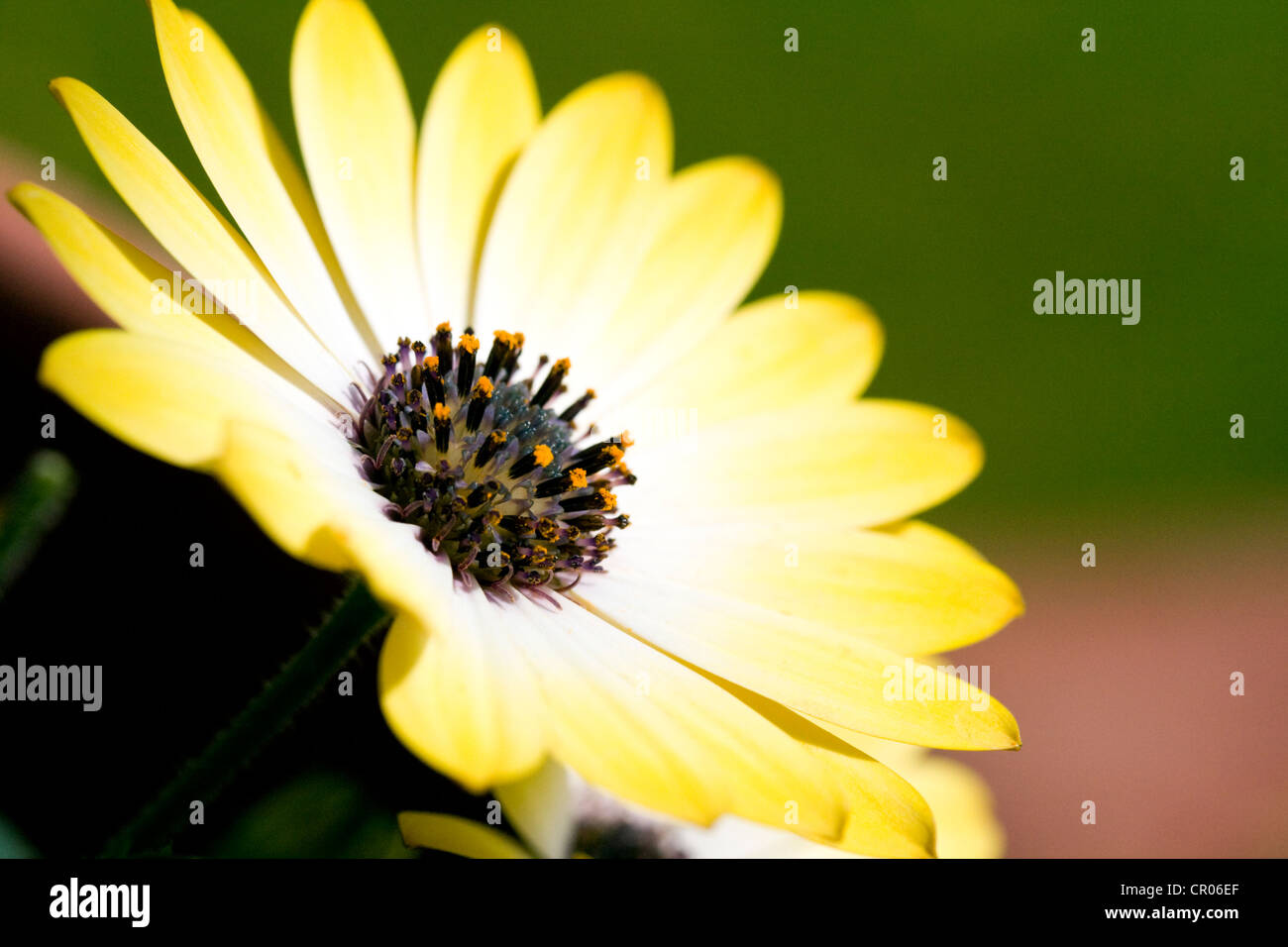 Osteospermum'sonnigen Amanda"auch bekannt als Herbers, außerhalb der Nutzung von natürlichen Lichts fotografiert. Stockfoto