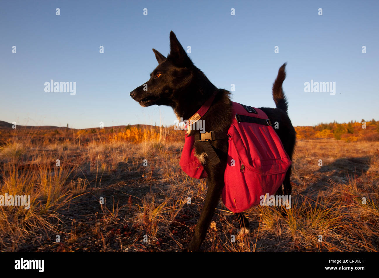 Pack-Hund, Schlittenhunde, Alaskan Husky mit Rucksack, Herbstfarben, Indian Summer, in der Nähe von Fish Lake, Yukon Territorium, Kanada Stockfoto