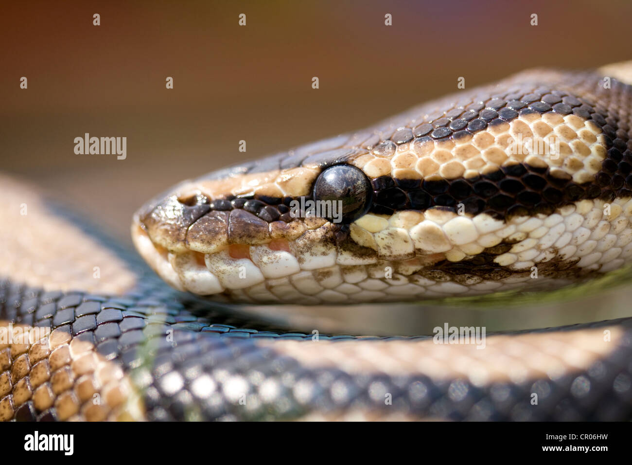 Königliche PYTHON Python Regius, fotografiert unter natürlichem Licht in Lincoln, Lincolnshire, England, UK Stockfoto