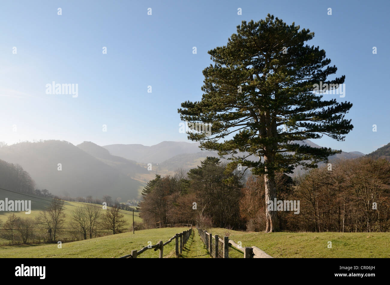 Schwarze kiefer, rehgras, Wanderweg am Hocheck Berg, Triestingtal, Niederösterreich, Österreich, Europa Stockfoto