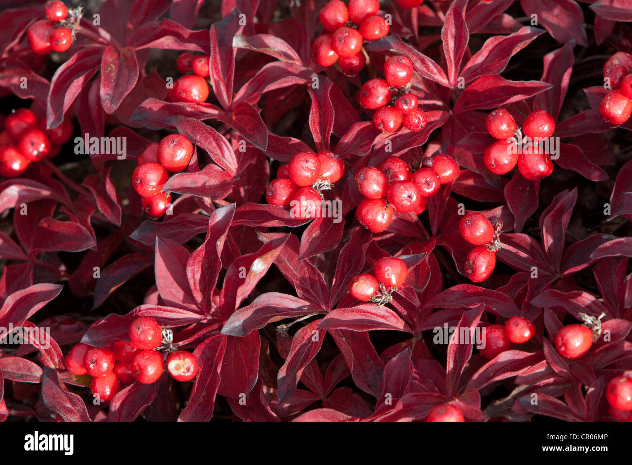 Schwedische Cornel oder Bunchberry (Cornus Suecica L.), subalpine Tundra, Indian Summer, verlässt in Herbstfarben, Herbst Stockfoto