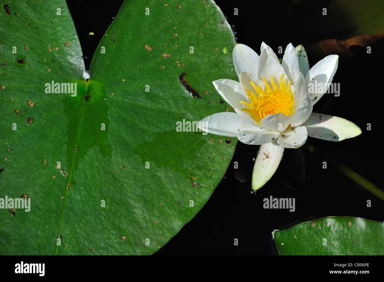 Europäische Weiße Seerose / White Lotus / Nenuphar (Nymphaea Alba) in Blüte im Teich Stockfoto
