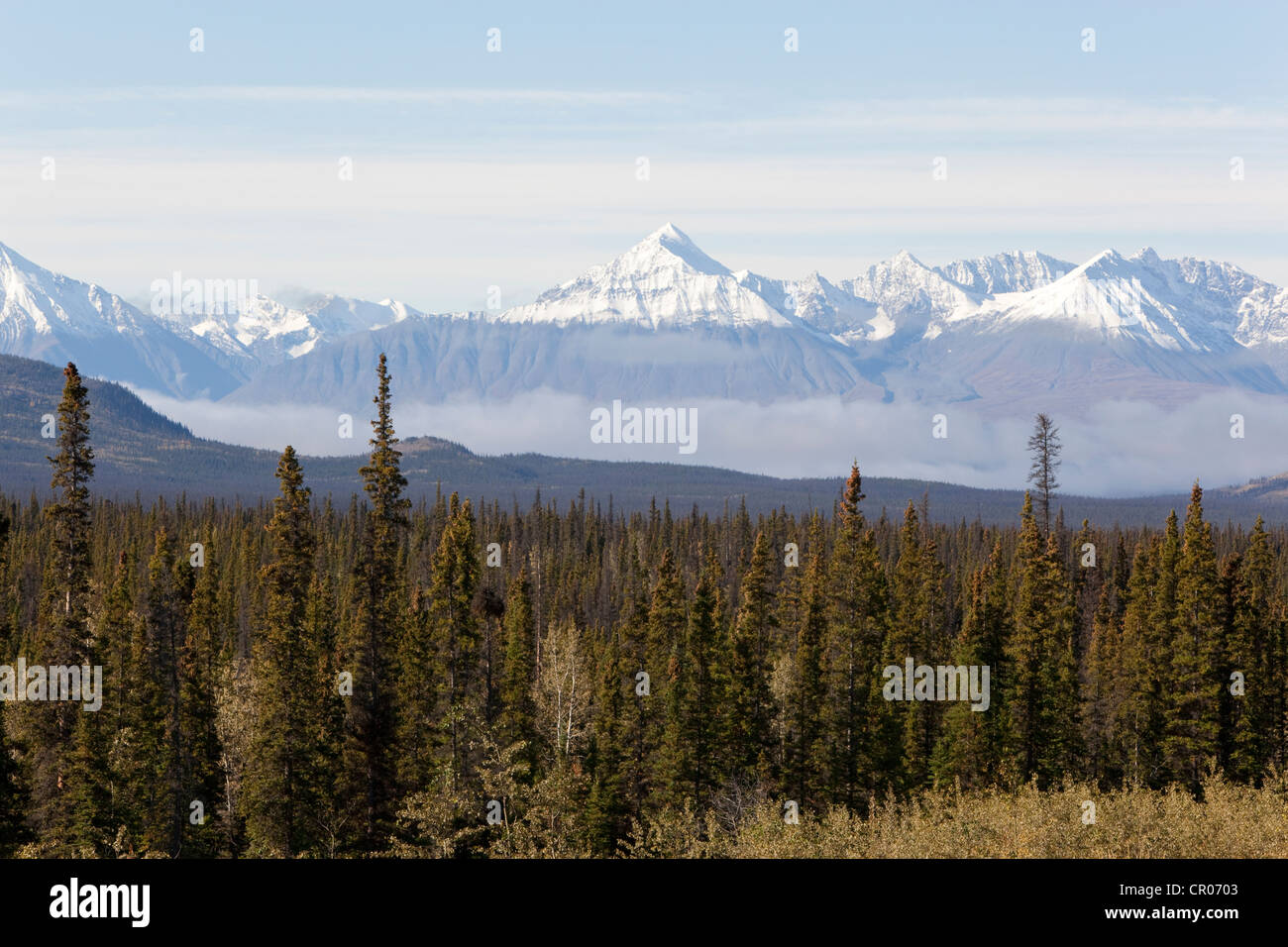 Borealen Wald, St. Elias Mountains, Kluane Nationalpark und Reserve, aus Alaska Highway, Yukon Territorium, Kanada Stockfoto