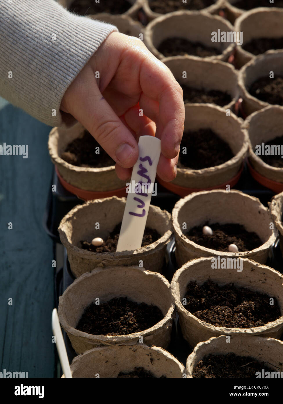 Pflanzen und Samen in kleine Töpfe abbaubar Kennzeichnung. Bild zeigt ein Kind Hand hält eine Pflanze Label gekennzeichnet Lupinen Stockfoto