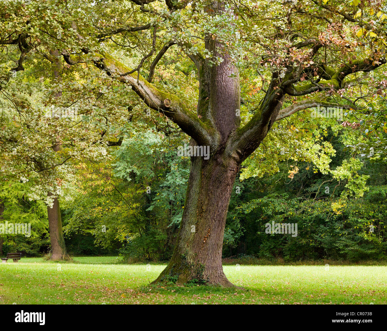 Pedunculate Eiche, Stieleiche (Quercus Robur) in einem park Stockfoto