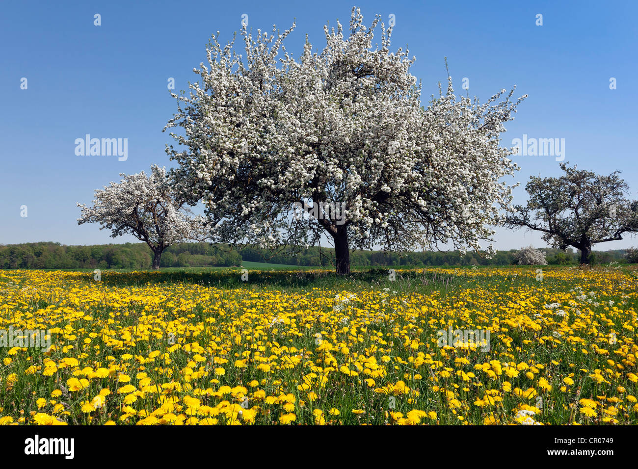 Blühender Apfelbaum auf einer Frühlingswiese Stockfoto