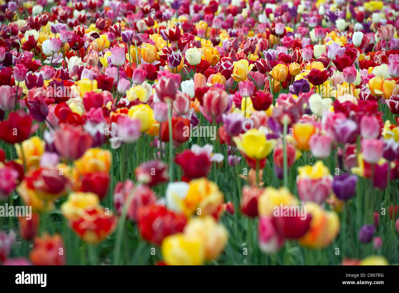 Tulpen (Tulipa), Tulpenfeld bei Freiburg Im Breisgau, Baden-Württemberg, Deutschland, Europa Stockfoto