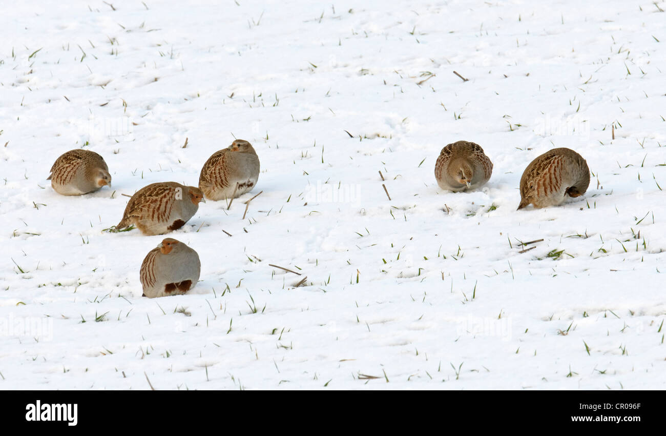 Covey graue Rebhühner (Perdix Perdix) versuchen, durch Schneedecke füttern. Hertfordshire, England. Januar 2010. Stockfoto