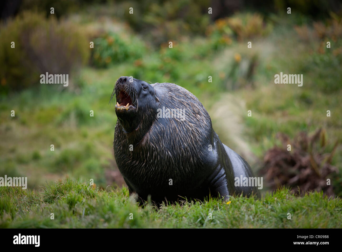 Hookers Seelöwen auf grasbewachsenen Hügel Stockfoto