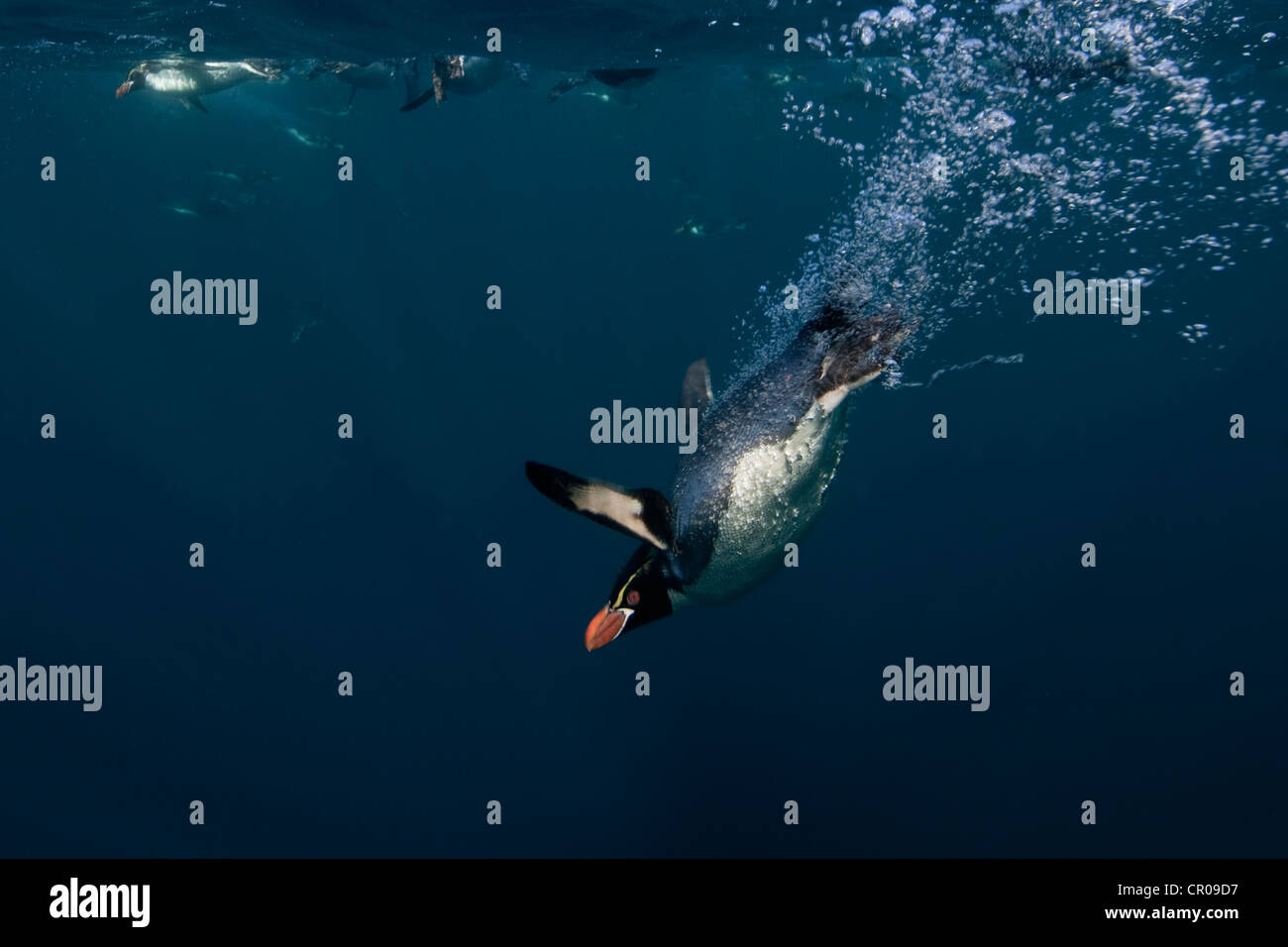 Crested Pinguin Schwimmen unter Wasser Stockfoto
